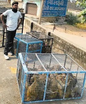 Monkey Catching Service