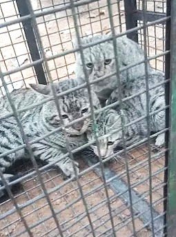 Cat Rescue Service