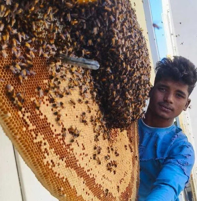 Honey Bee Rescue Service