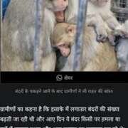 Monkey Rescue & Catching Operation
