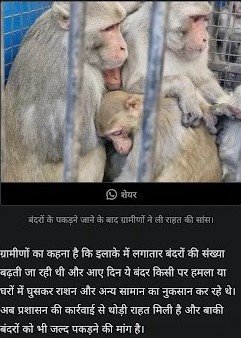 Monkey Rescue & Catching Operation